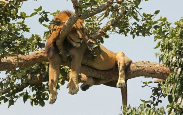 В нацпарке Уганды найдены расчлененными шесть львов